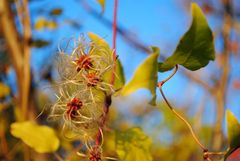 Herbst