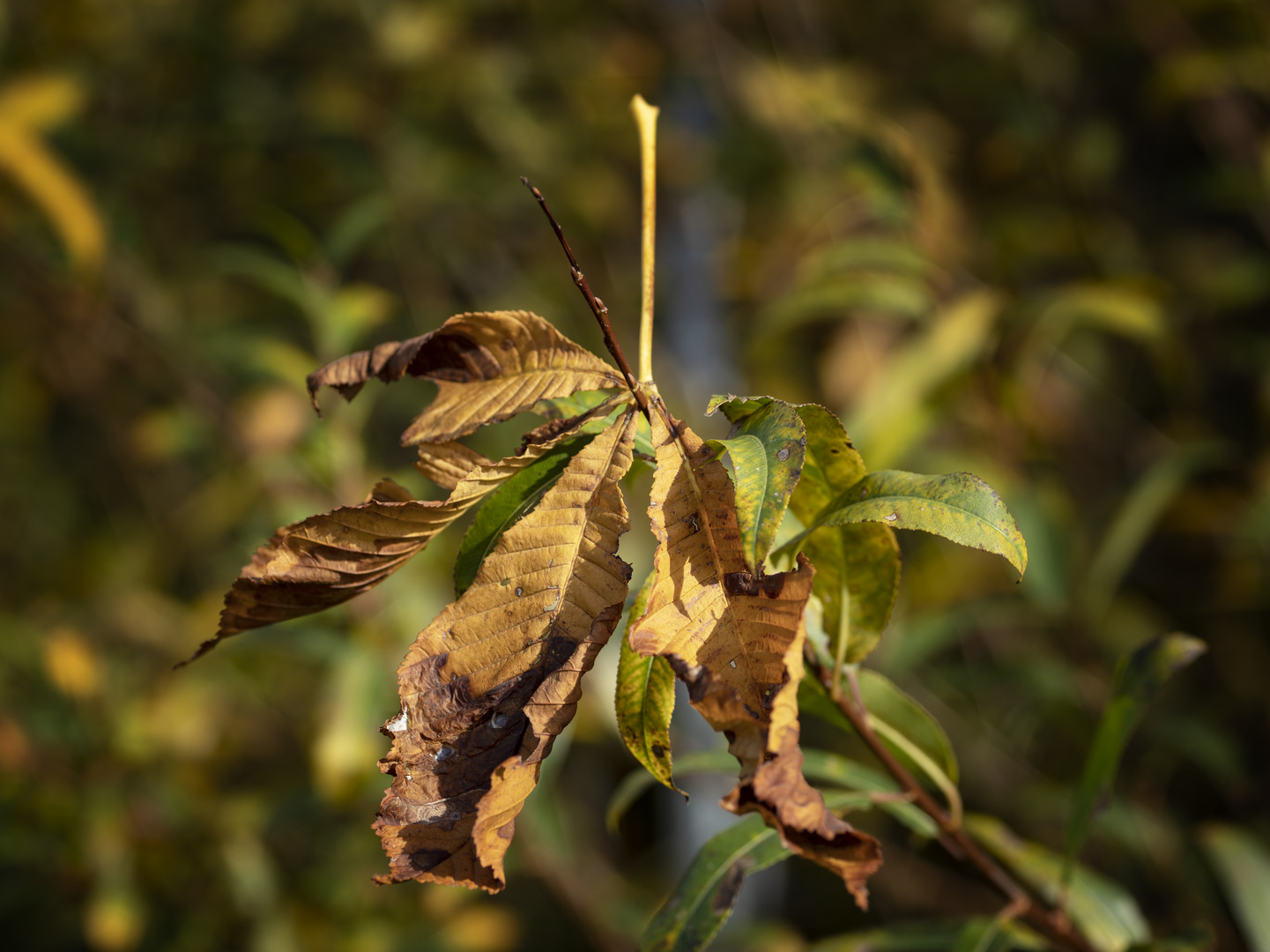 Herbst