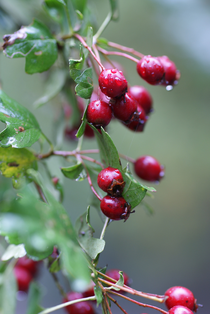 Herbst