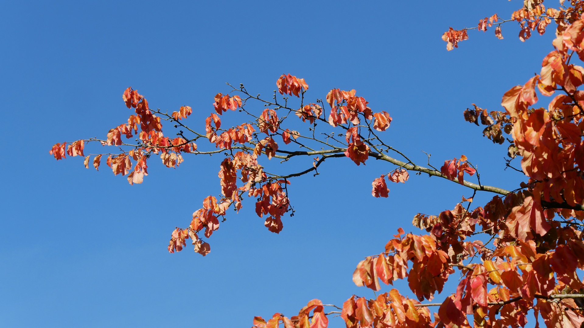 Herbst