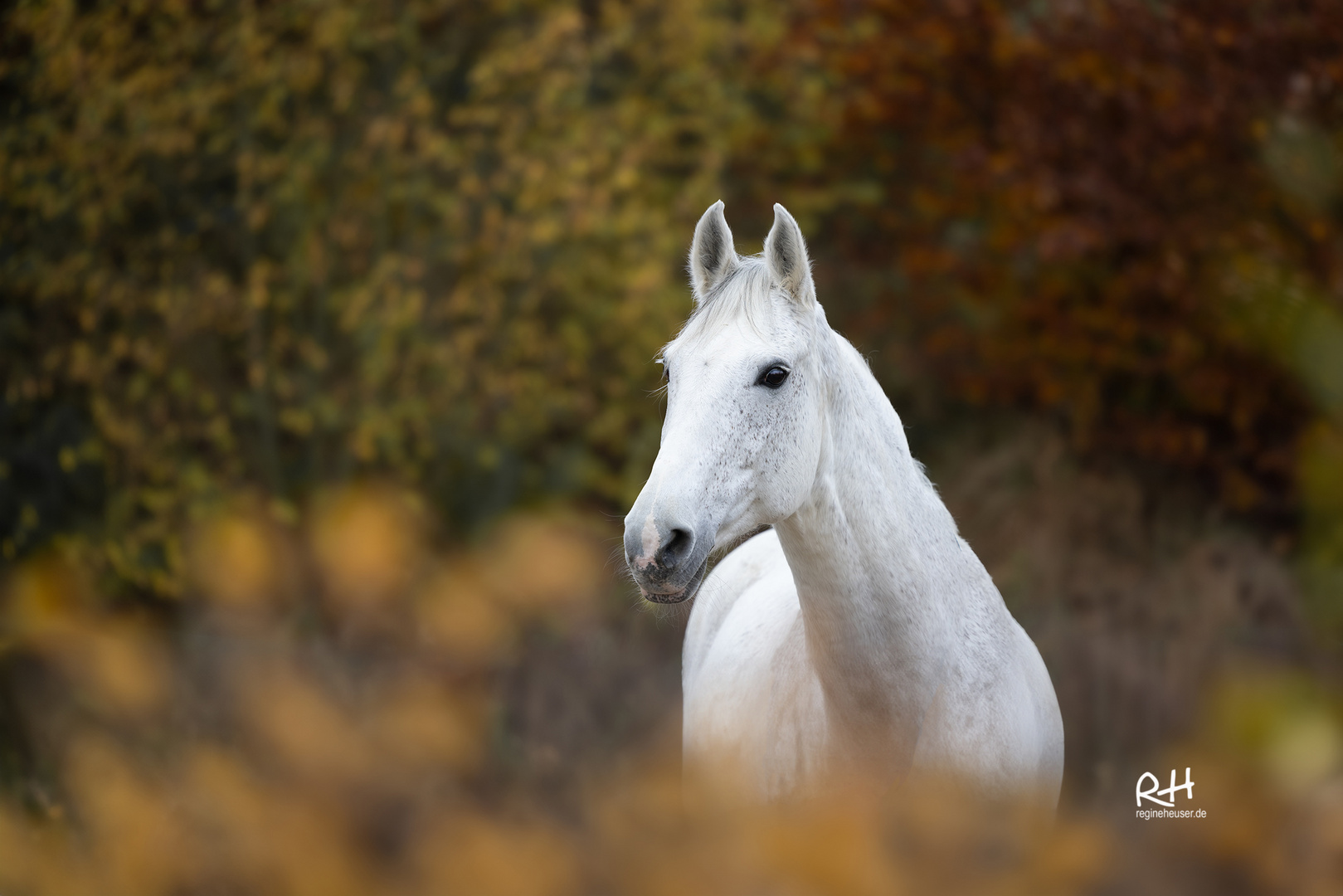 Herbst