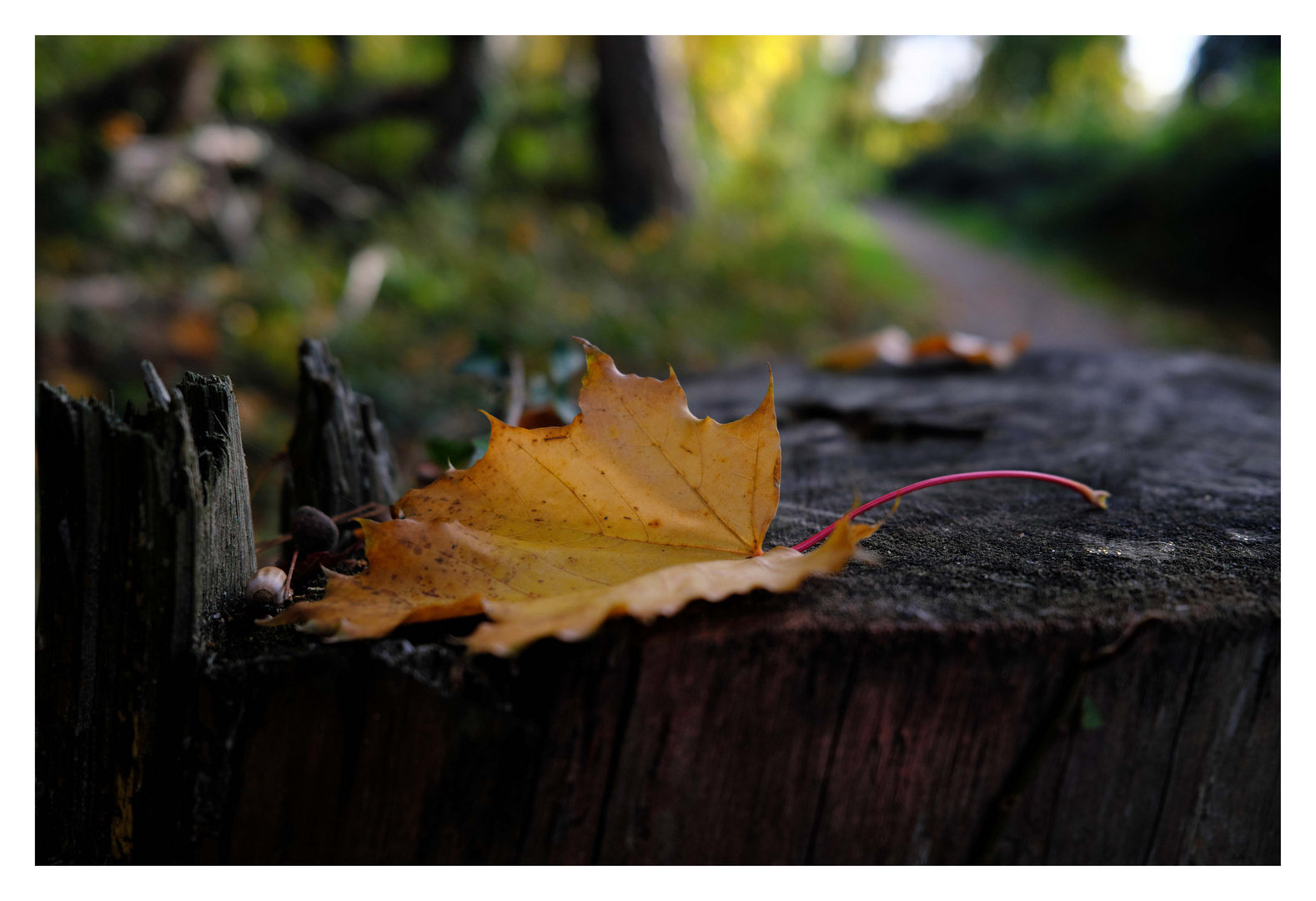 Herbst