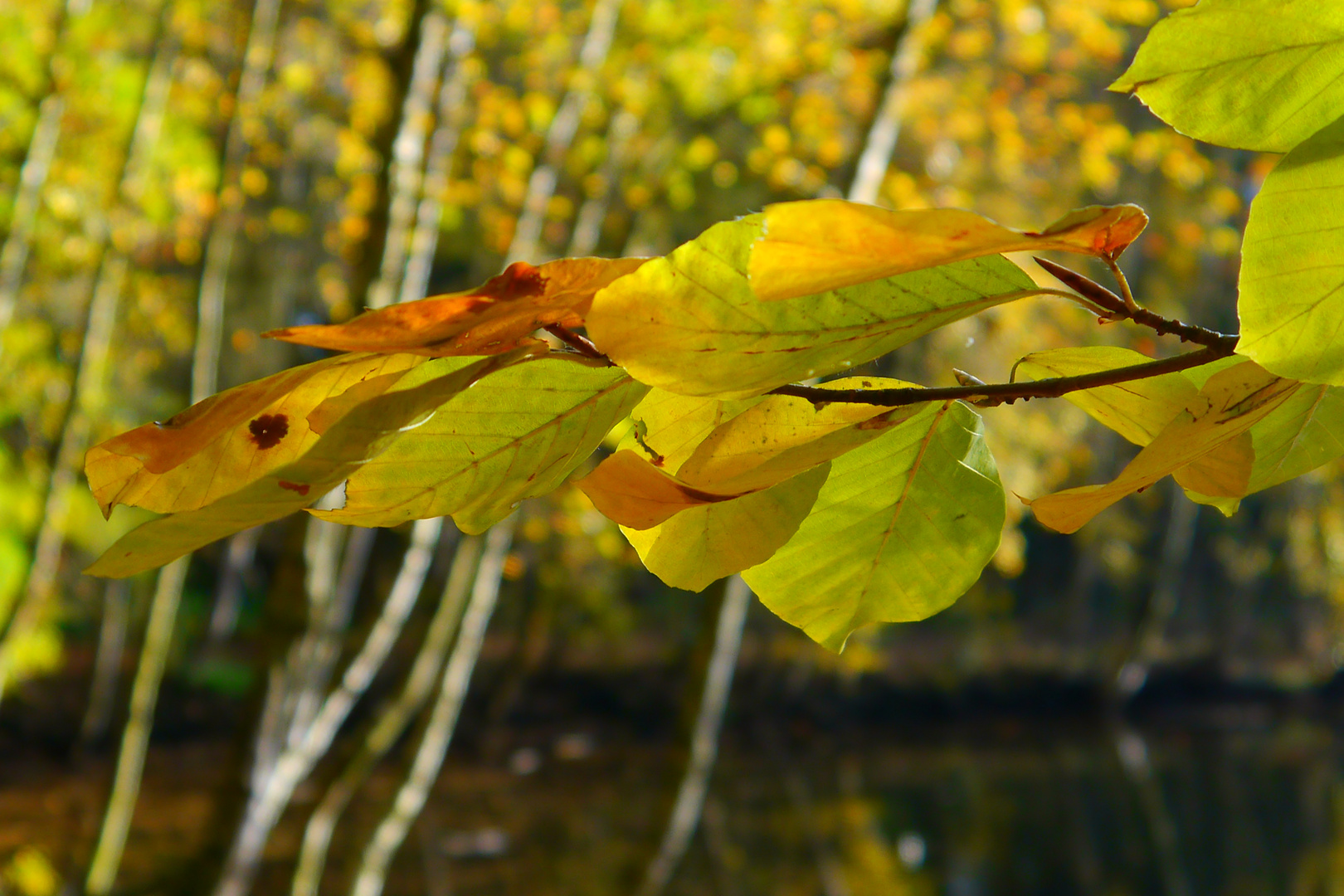 Herbst