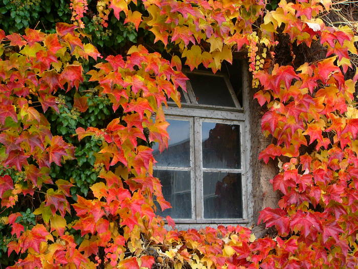 Herbst von Helmut Und Erna Rühl-An