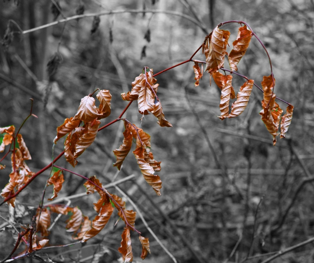 Herbst