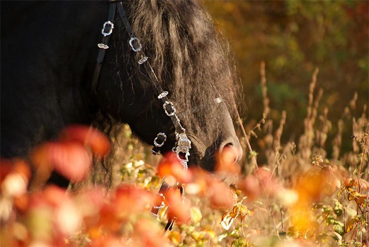 Herbst