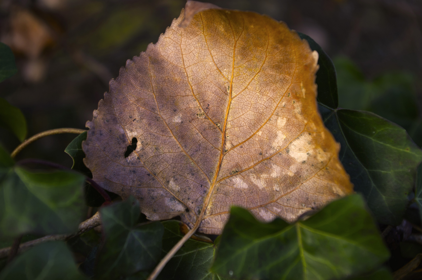 Herbst