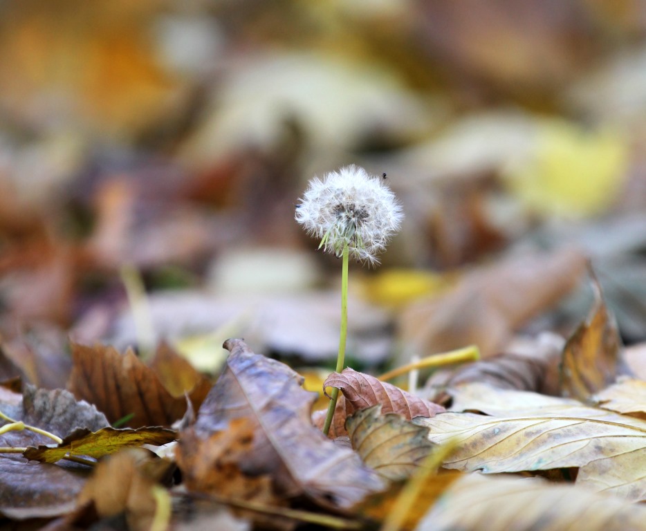 Herbst