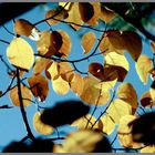 Herbst 2