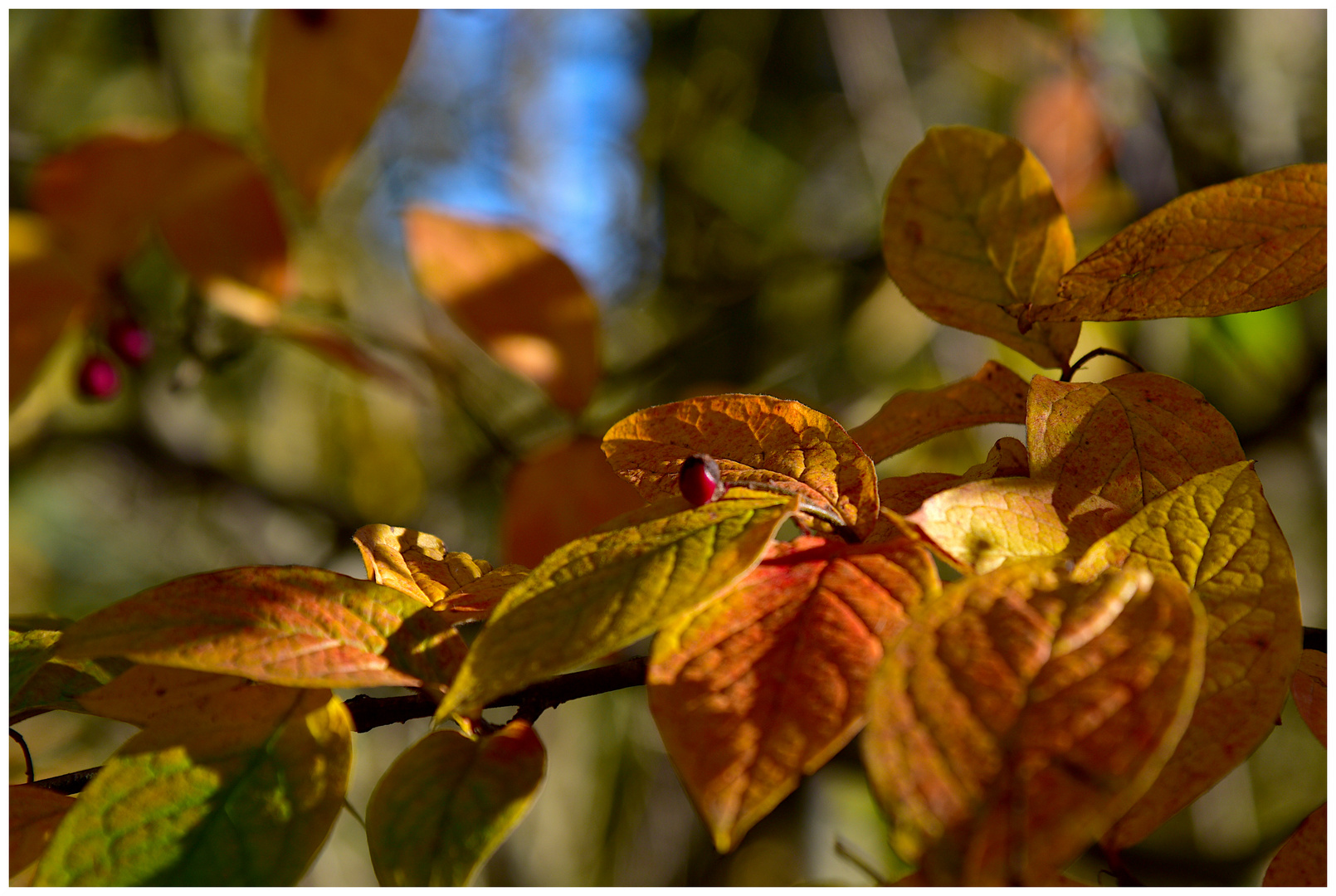 Herbst (2)