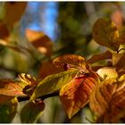 Herbst (2)