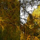 Herbst 2 (3D)