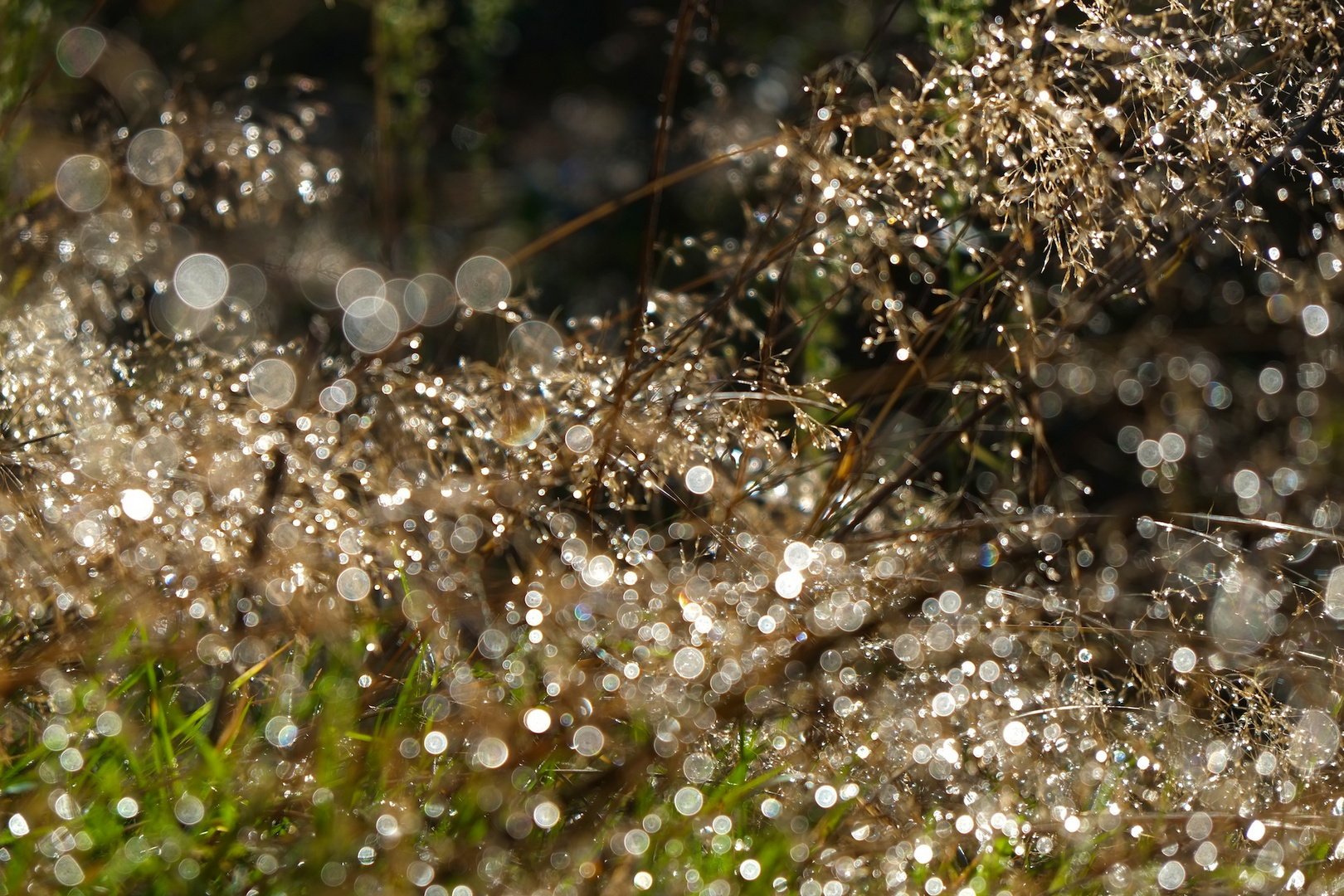 Herbst 2.