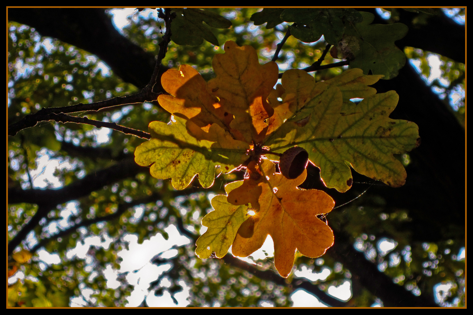 herbst #2