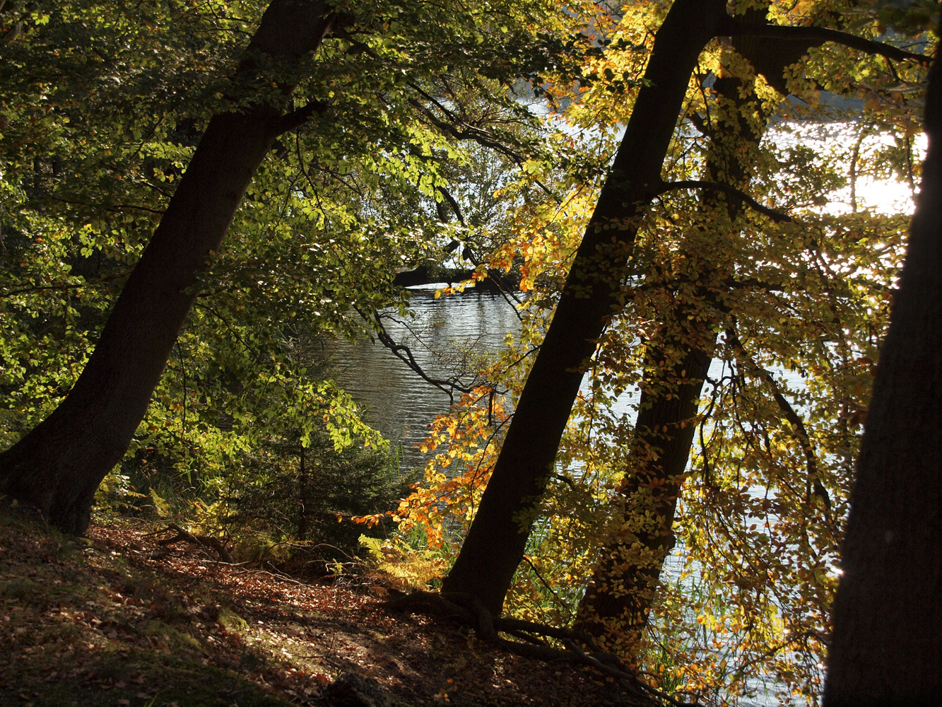 Herbst 2 am Schmalensee