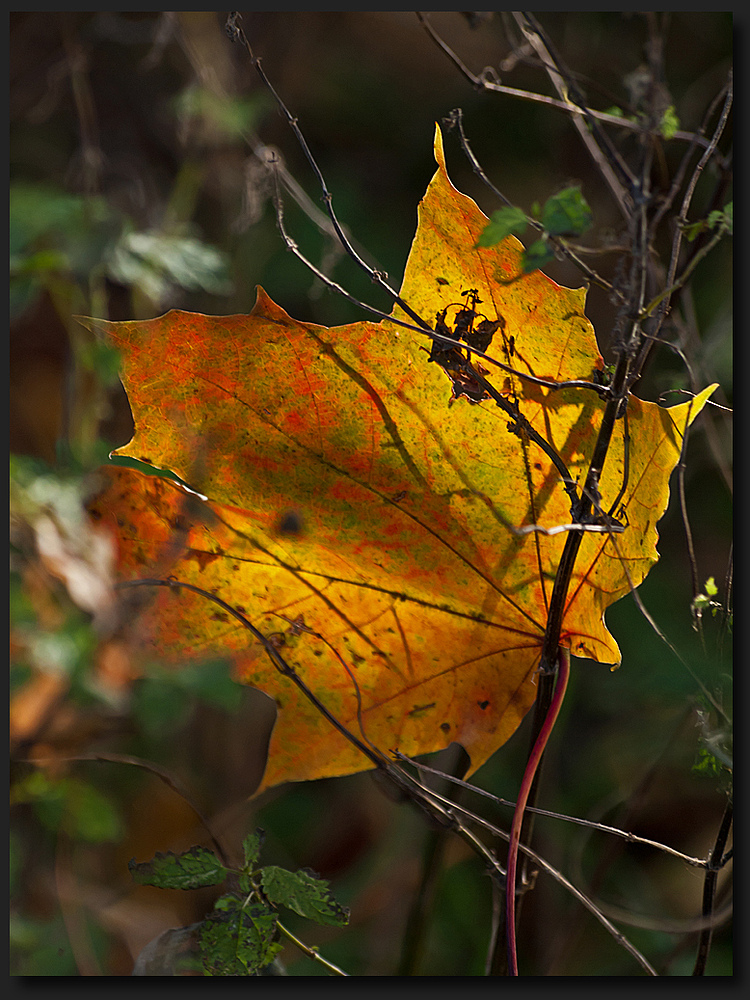 Herbst (2)