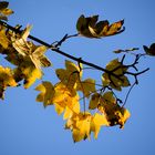 Herbst 2