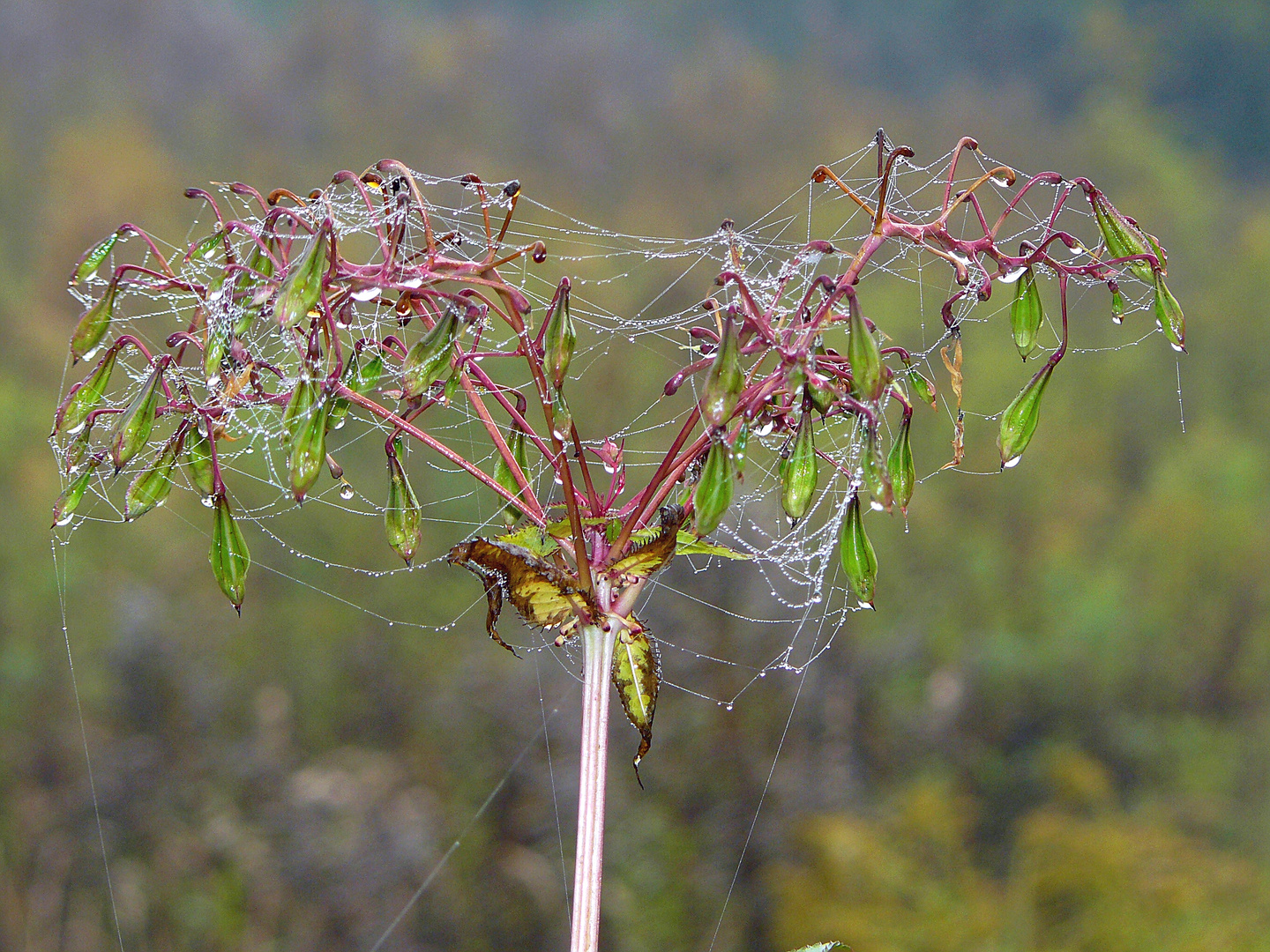 Herbst 2