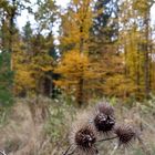 Herbst 2