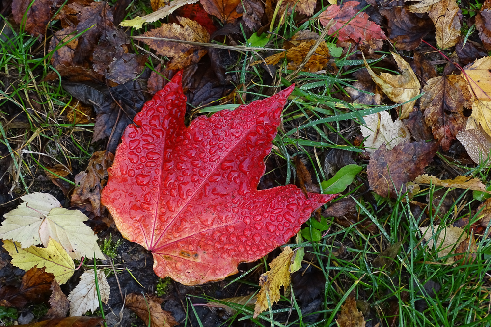 Herbst (2)