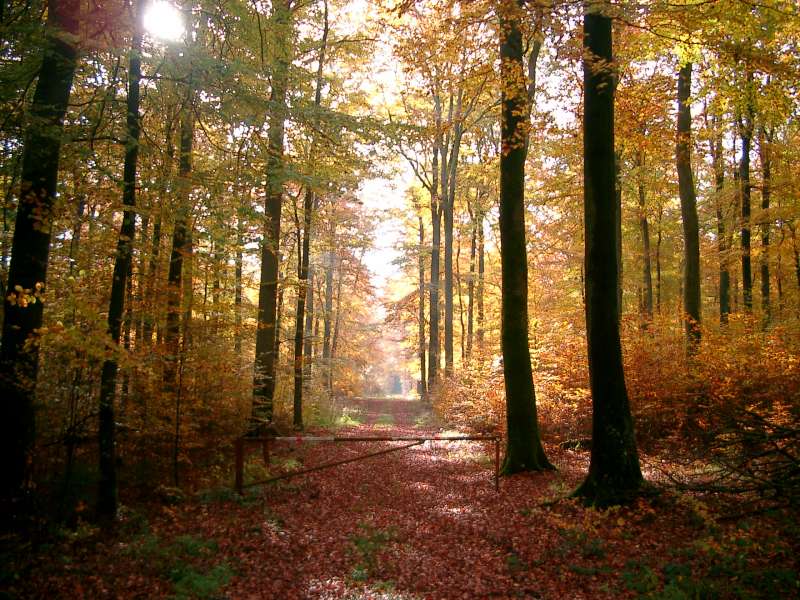 Herbst 2004 in der Eifel