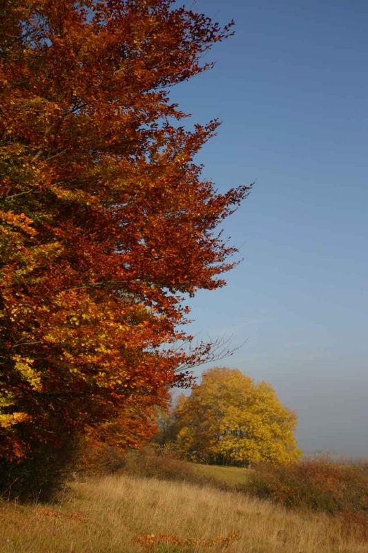 Herbst 2005 Baum am Kui bei Oberalba Rhön