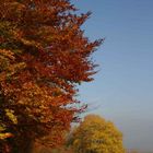 Herbst 2005 Baum am Kui bei Oberalba Rhön