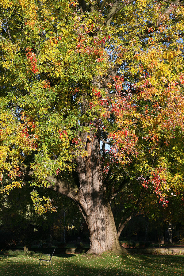 Herbst 2007 #1