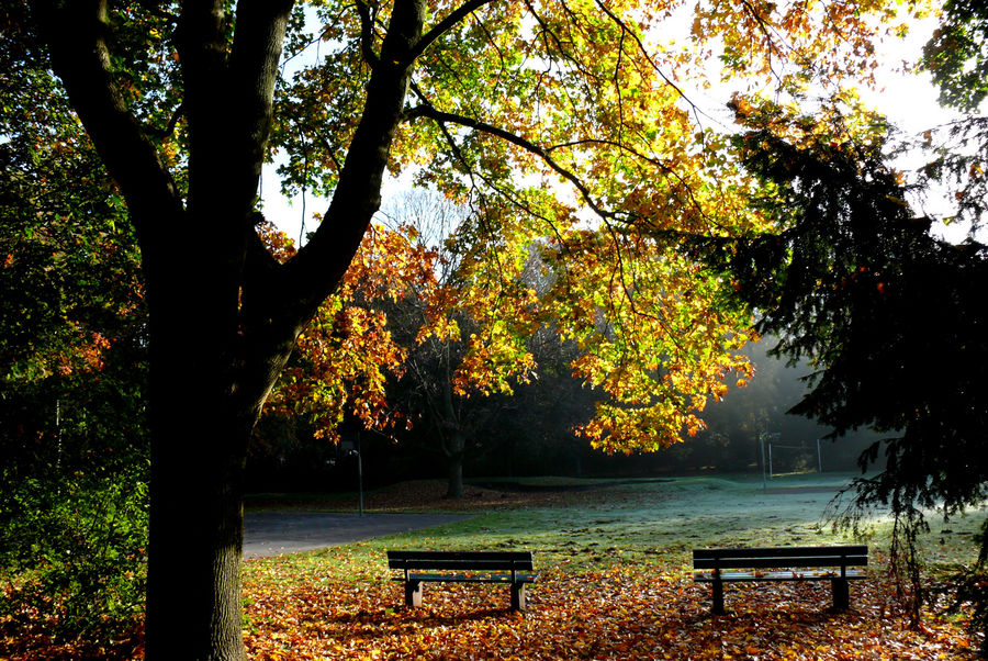 Herbst 2007 (5) - Am frühen Morgen in der Ohligser Heide