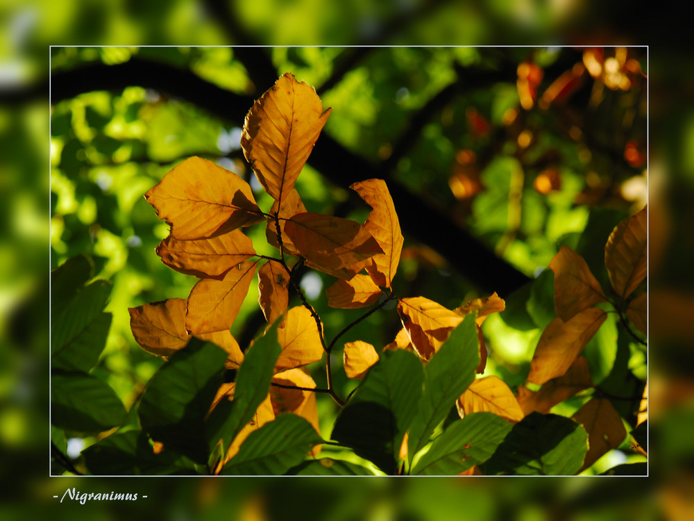 Herbst 2007