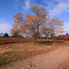 Herbst 2008 (02)