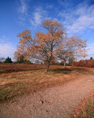 Herbst 2008 (02)