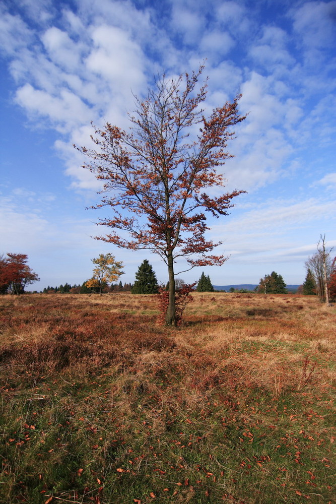 Herbst 2008 (03)