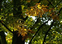 Herbst 2008 im Tiergarten