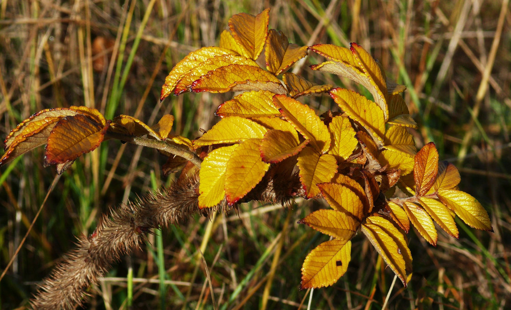 Herbst 2009 - Bald ist er vorbei