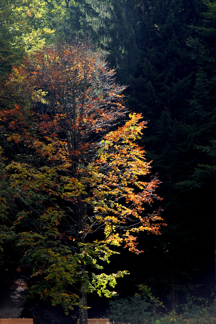 Herbst 2010