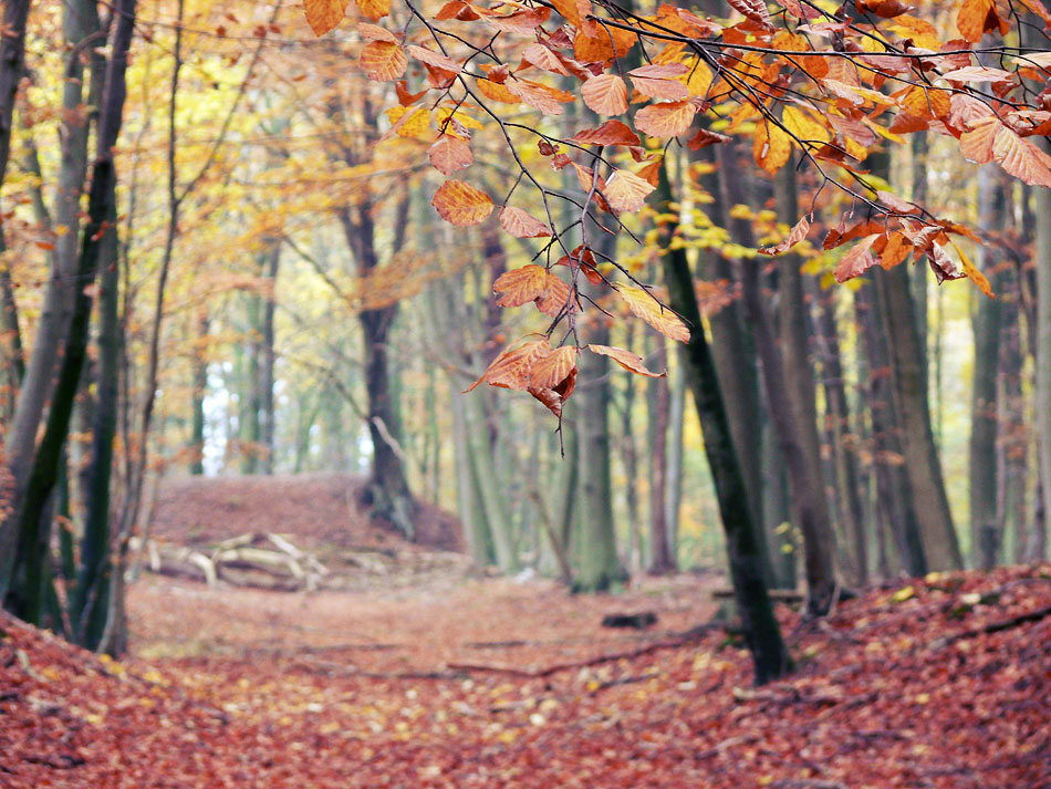 Herbst 2010 auf Rügen