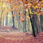 Herbst 2010 auf Rügen