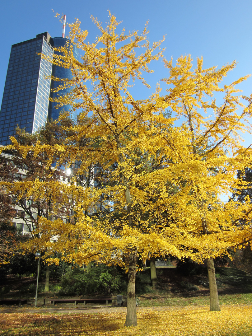 Herbst 2011 in Frankfurt