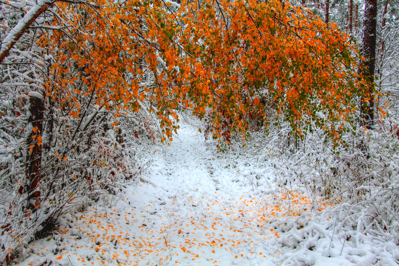 Herbst 2012 - der erste Schnee...