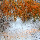 Herbst 2012 - der erste Schnee...