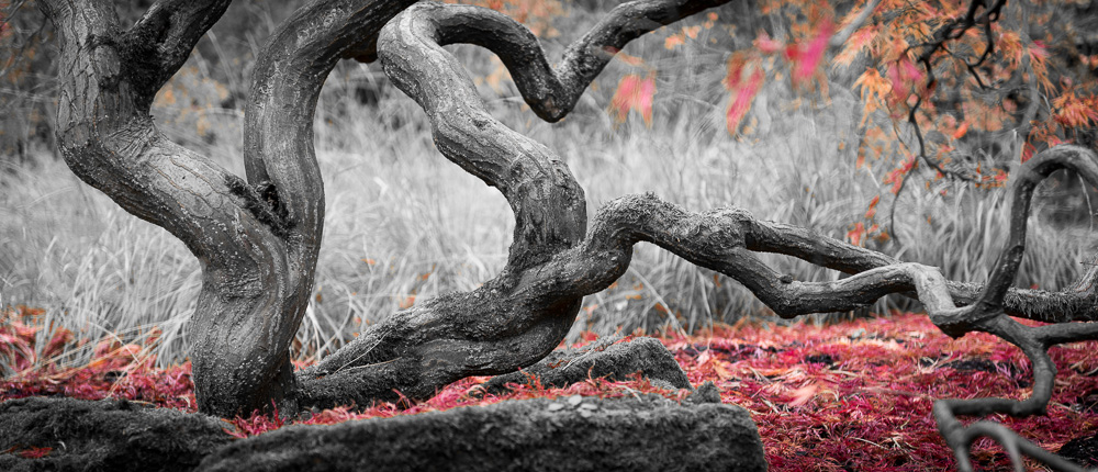 Herbst 2012 - gesehen im Rombergpark in Dortmund