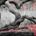 Herbst 2012 - gesehen im Rombergpark in Dortmund