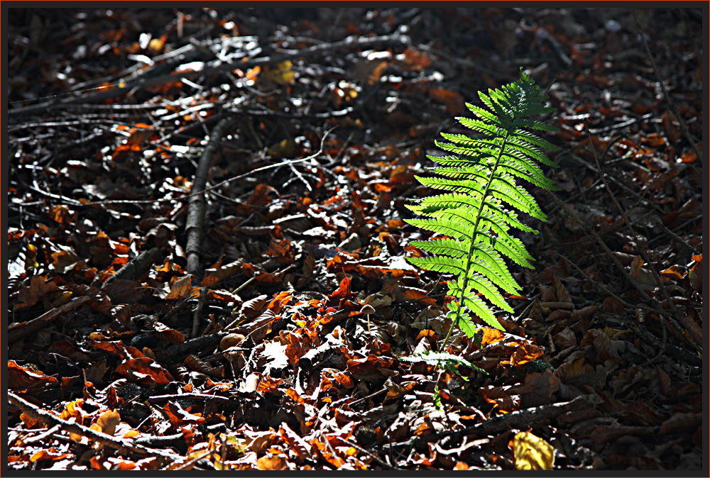 Herbst 2012 - I