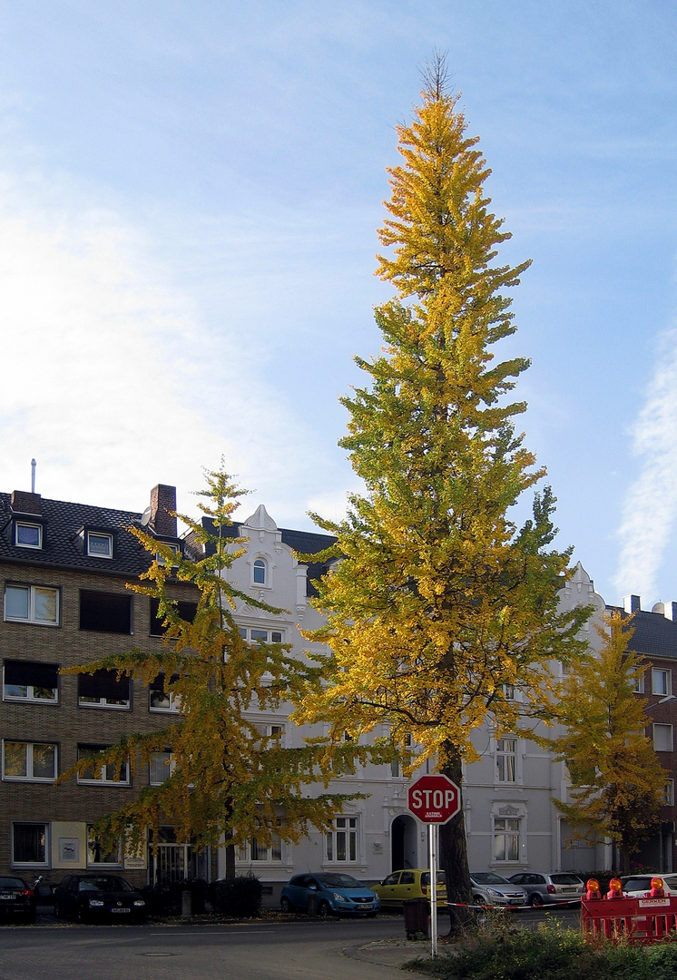 Herbst 2012 in der Stadt ...