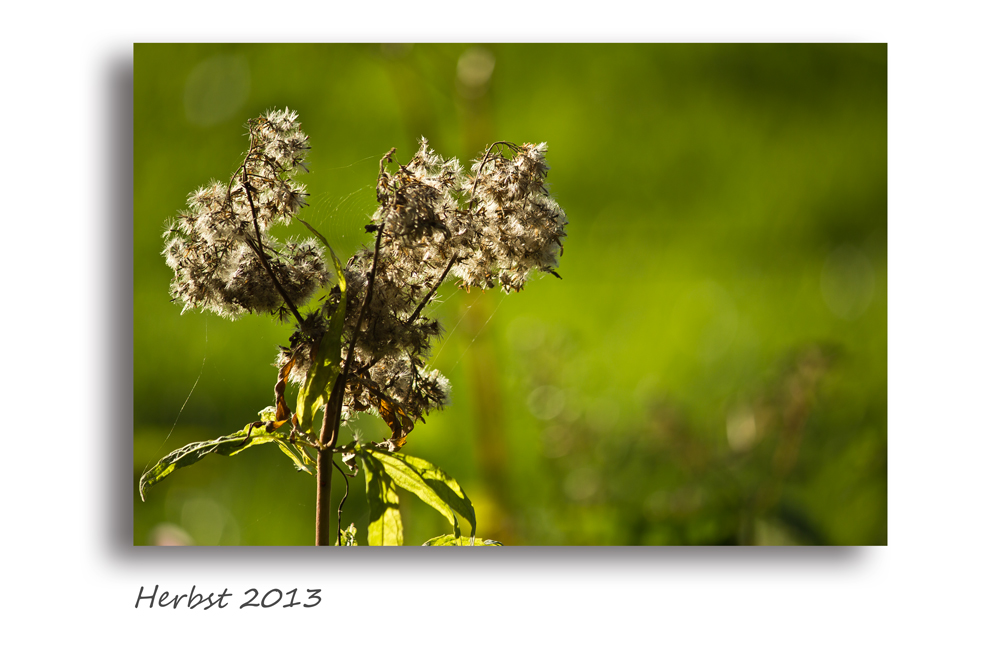 Herbst 2013 (3)