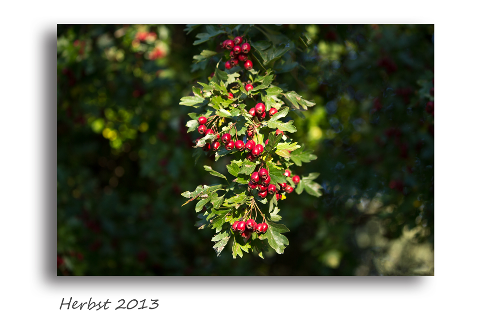 Herbst 2013 (5)