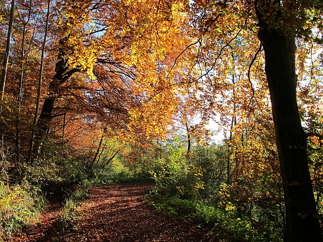 Herbst 2013: Buxheim - Walderlebnispfad