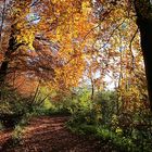 Herbst 2013: Buxheim - Walderlebnispfad