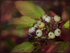 Herbst 2014 #1